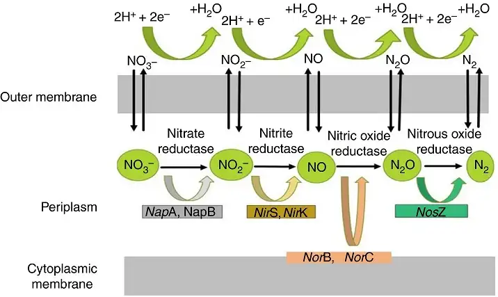 05 yếu tố tạo nên quá trình Khử Nitrat - MICROBE-LIFT