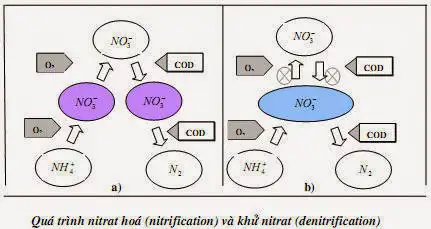 Quá trình Nitrat hóa là gì? Ứng dụng trong xử lý nước thải y tế