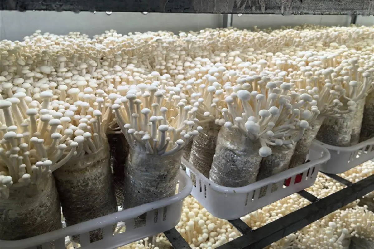 Hệ thống ozone (O₃) OzoneTech trong ngành trồng Nấm quy mô công nghiệp